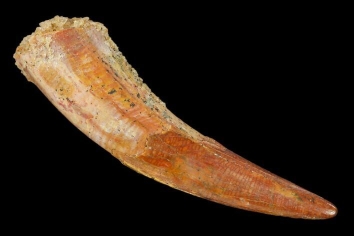 Fossil Pterosaur (Siroccopteryx) Tooth - Morocco #134675